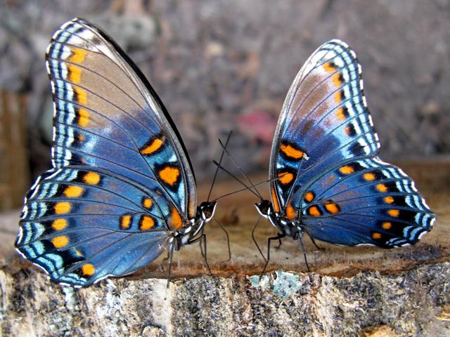 Все о бабочках в Ставрополе | ЗооТом портал о животных