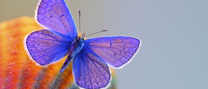 Все о бабочках в Ставрополе | ЗооТом портал о животных
