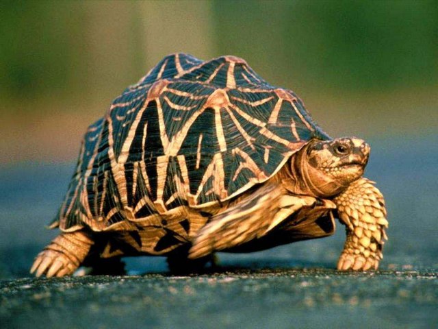 Все о черепахах в Ставрополе | ЗооТом портал о животных