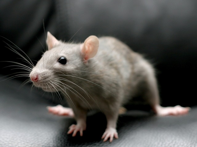 Все о крысах в Ставрополе | ЗооТом портал о животных