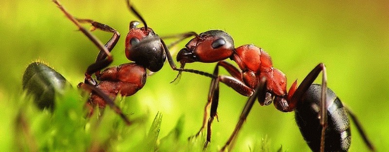 Все о муравьях в Ставрополе | ЗооТом портал о животных