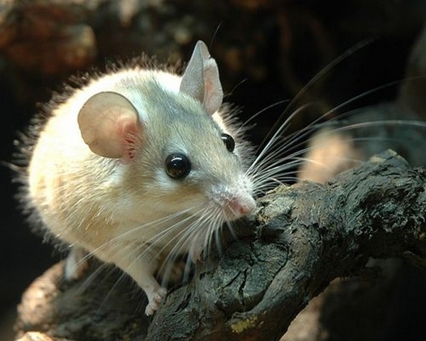 Все о мышах в Ставрополе | ЗооТом - продажа, вязка и услуги для животных в Ставрополе
