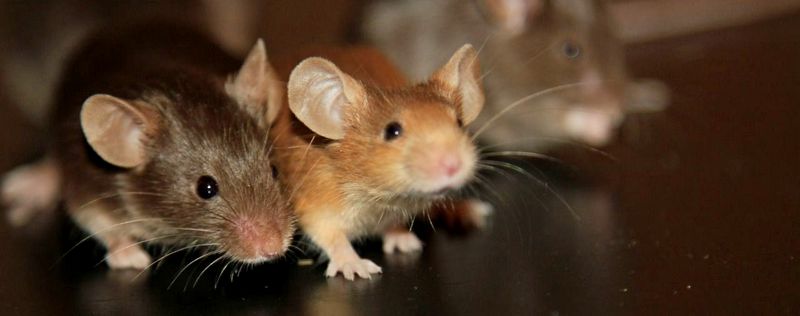 Все о мышах в Ставрополе | ЗооТом - продажа, вязка и услуги для животных в Ставрополе