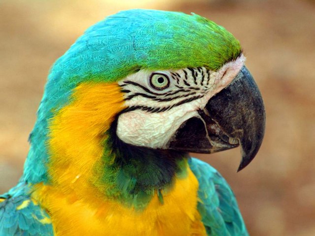 Все о попугаях в Ставрополе | ЗооТом портал о животных