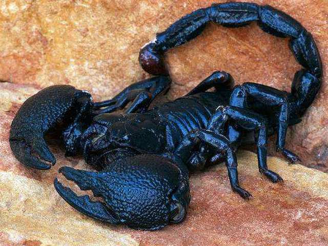 Все о скорпионах в Ставрополе | ЗооТом портал о животных