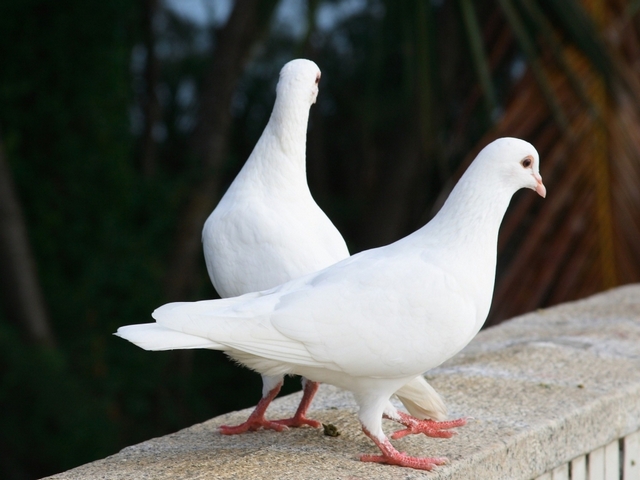 Все о голубях | ЗооТом - продажа, вязка и услуги для животных в Ставрополе