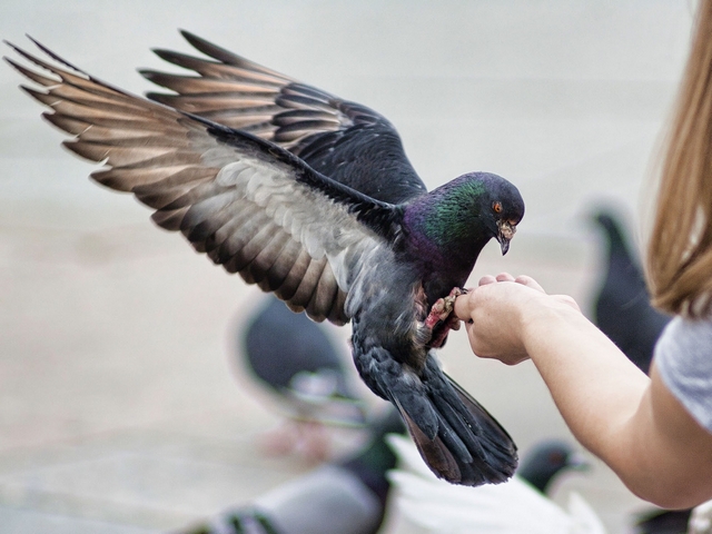 Все о голубях | ЗооТом - продажа, вязка и услуги для животных в Ставрополе