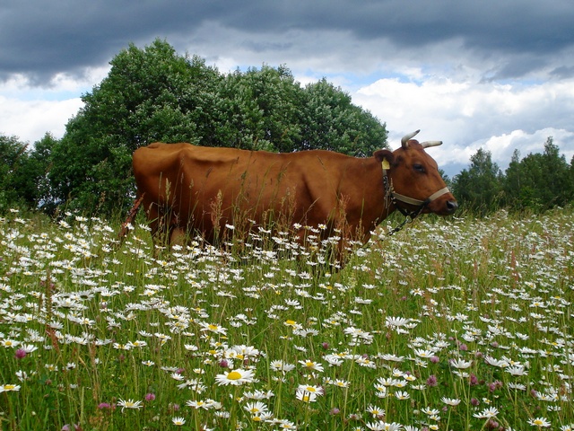 Все о коровах в Ставрополе | ЗооТом портал о животных