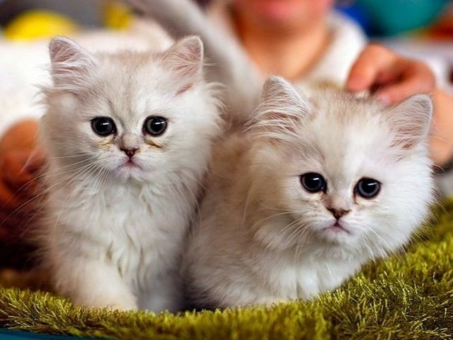 Породы кошек в Ставрополе | ЗооТом портал о животных