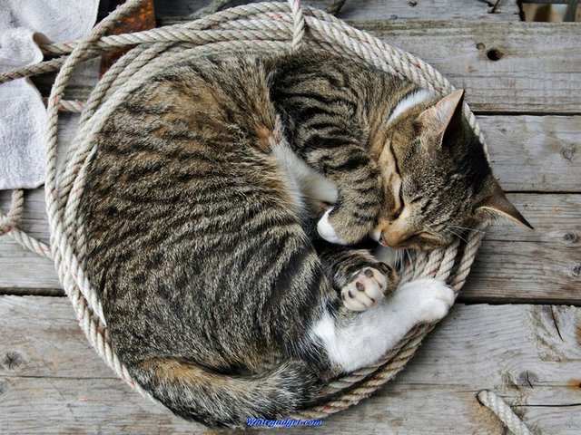 Все о кошках в Ставрополе | ЗооТом портал о животных