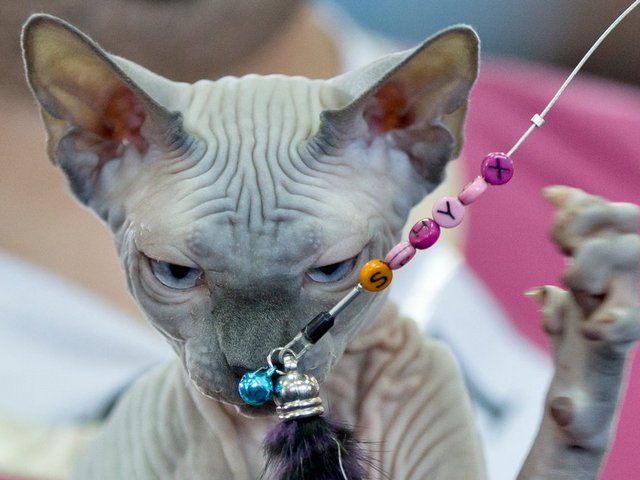 Выставки кошек в Ставрополе | ЗооТом портал о животных