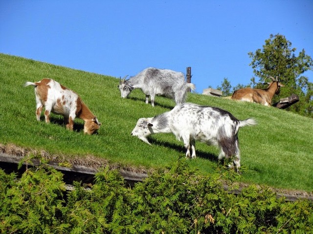 Все о козах в Ставрополе | ЗооТом портал о животных