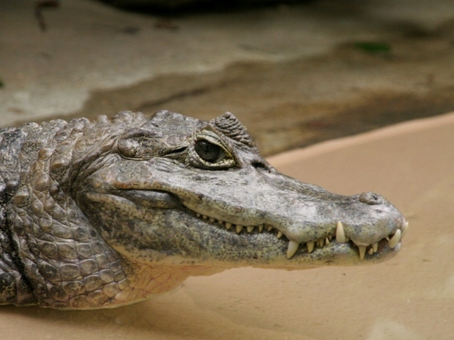 Все о крокодилах в Ставрополе | ЗооТом портал о животных
