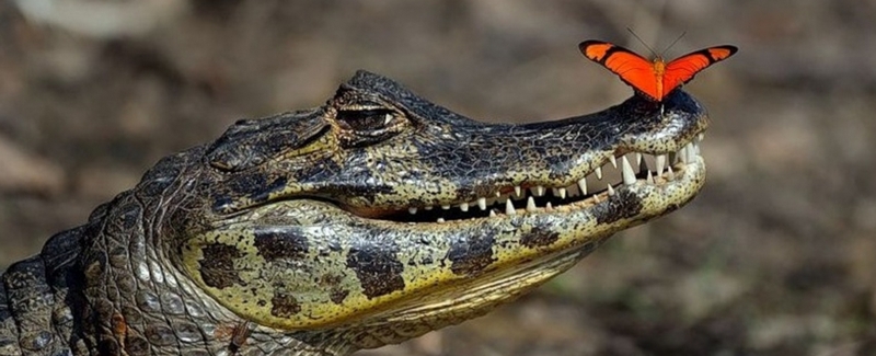 Все о крокодилах в Ставрополе | ЗооТом портал о животных