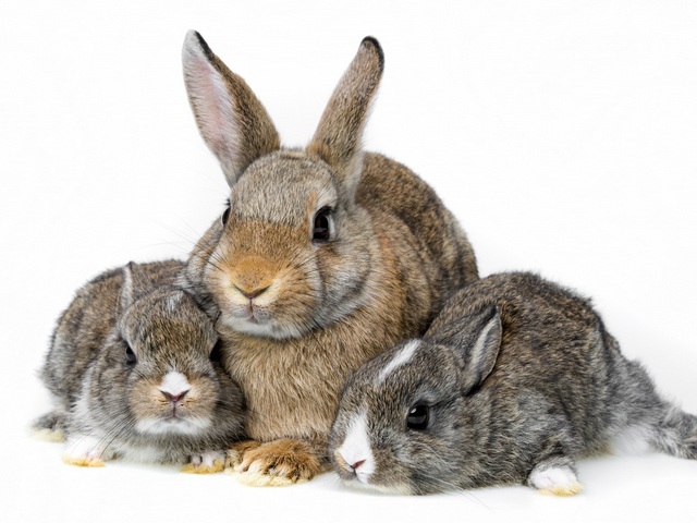 Все о кроликах в Ставрополе | ЗооТом портал о животных