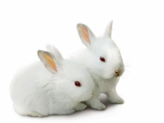 Все о кроликах в Ставрополе | ЗооТом портал о животных