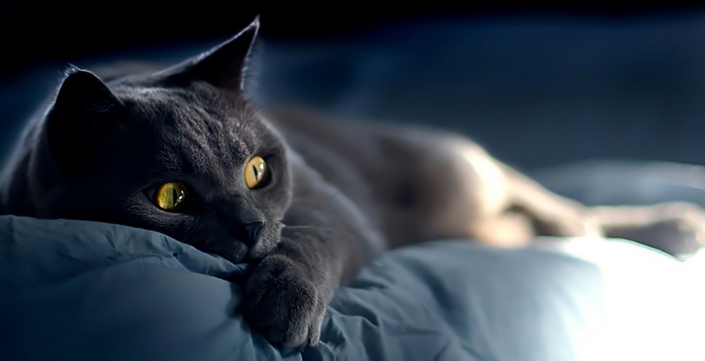 Объявления о кошках | ЗооТом - продажа, вязка и услуги для животных в Ставрополе