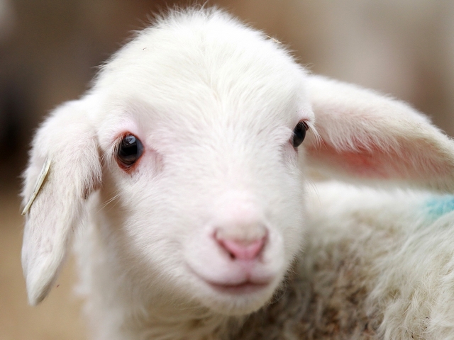 Овцы и бараны в Ставрополе | ЗооТом портал о животных