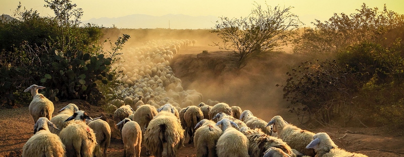 Все об овцах в Ставрополе | ЗооТом портал о животных