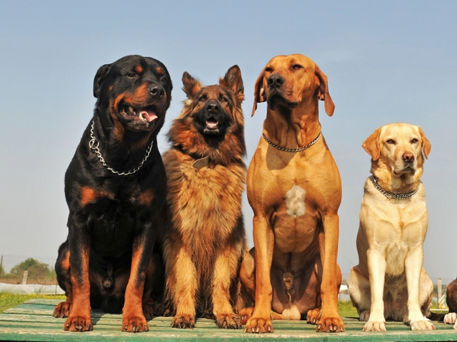 Крупные породы собак в Ставрополе | ЗооТом портал о животных