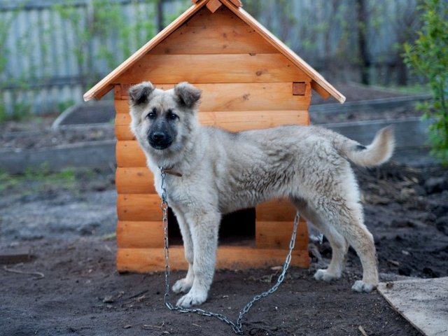 Все о собаках в Ставрополе
