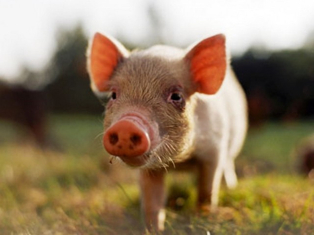 Все о свиньях в Ставрополе | ЗооТом портал о животных