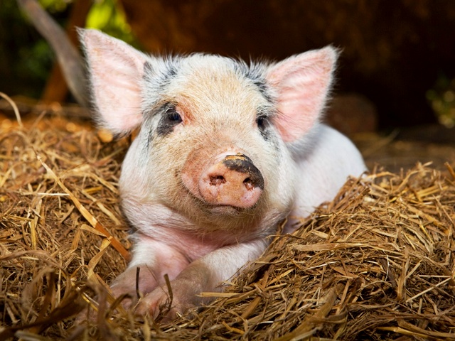 Все о свиньях в Ставрополе | ЗооТом портал о животных
