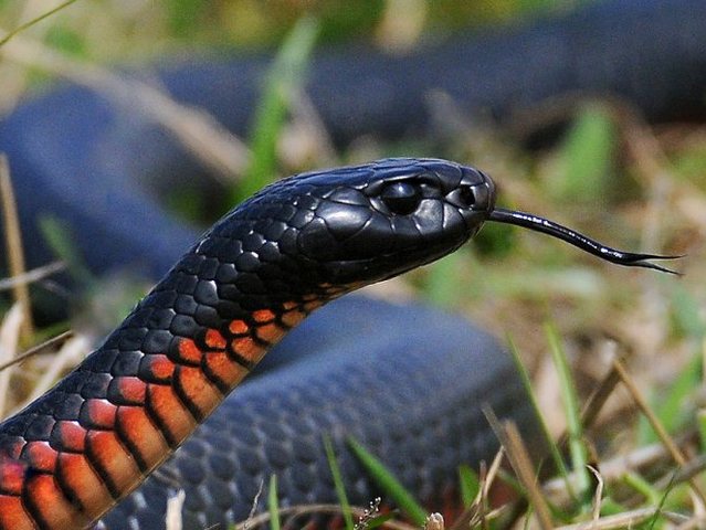 Все о змеях в Ставрополе | ЗооТом портал о животных